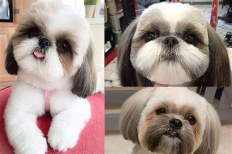 5 Tosas para Shih Tzu: Dicas, Estilos e Cuidados Essenciais.